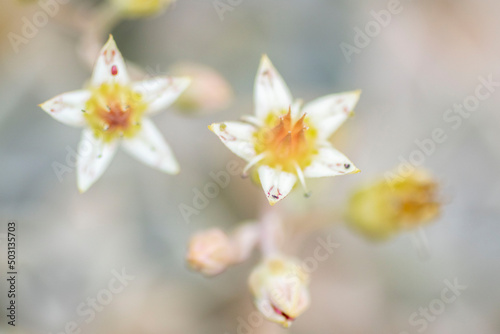 サボテン 朧月の小さな白い花のマクロ撮影