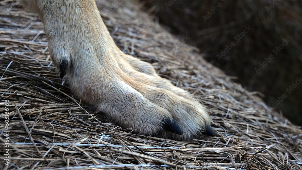 Closeup shot of a wolf paw on a dried grass surface - obrazy, fototapety, plakaty 