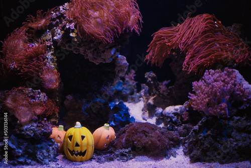 Fotografering Closeup of corals and Halloween pumpkins in an aquarium in Omaha Nebraska
