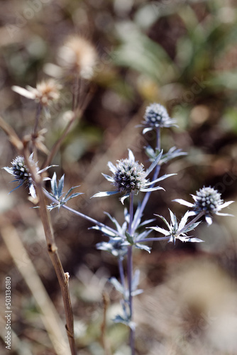 Vertical selective focus shot of a prickly feverweed plant growing in the field photo