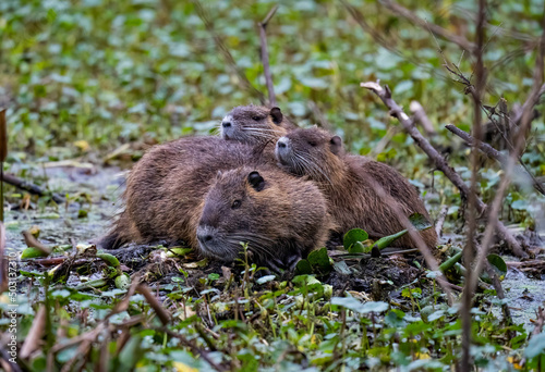 Φωτογραφία Cute brown nutria rat family resting on the grass