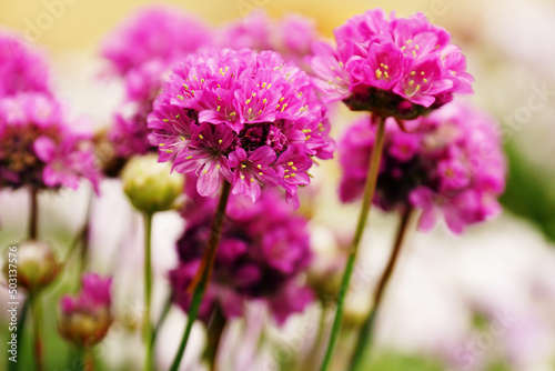 Pink Thrifts grown in the garden photo