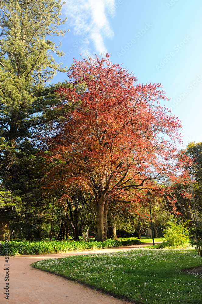 Naklejka premium Jardim publico com árvores de cores diferentes, folhas secas castanhas e relevado com flores brancas, luzes e sombras, ambiente de primavera, Leiria, Portugal
