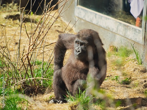 Eastern gorilla resting on the ground in Omaha's Henry Doorly Zoo and Aquarium in Omaha Nebraska photo