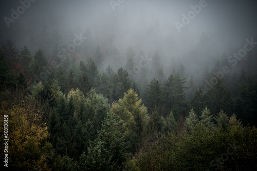 Foto Autumn scenery of colorful trees on a foggy day in Bavarian Forest, Germany