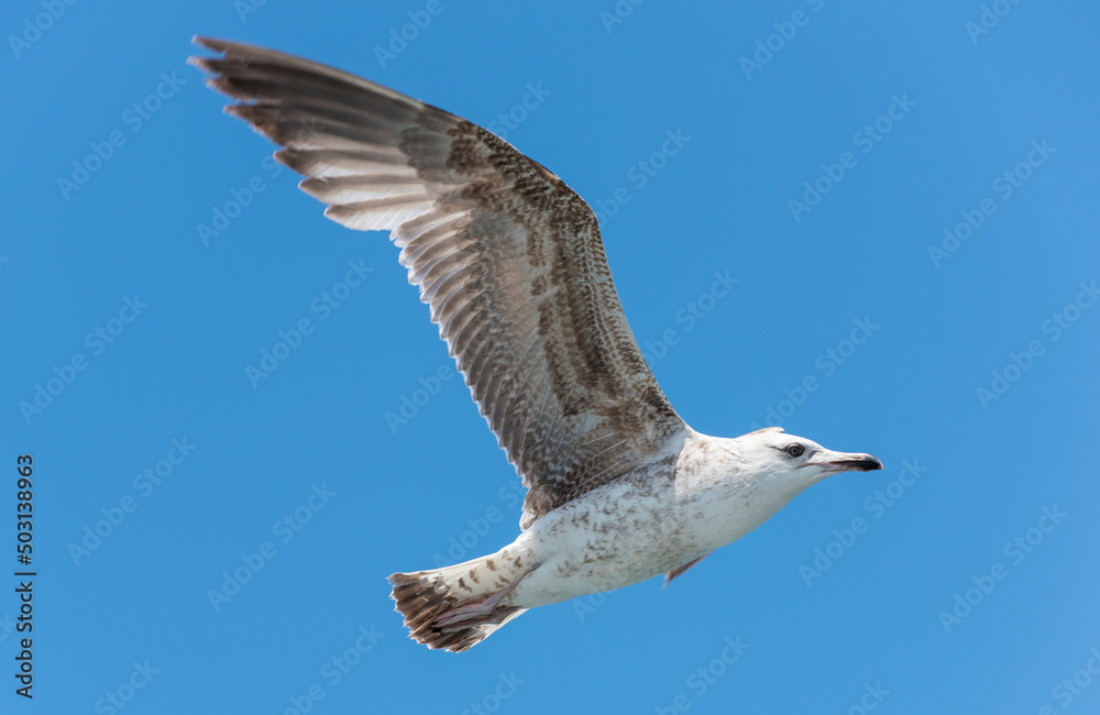Obraz premium Flying seagull with blue sky background.