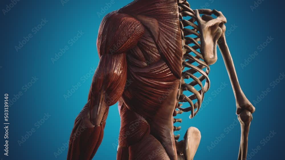 muscular and skeletal system of human body
