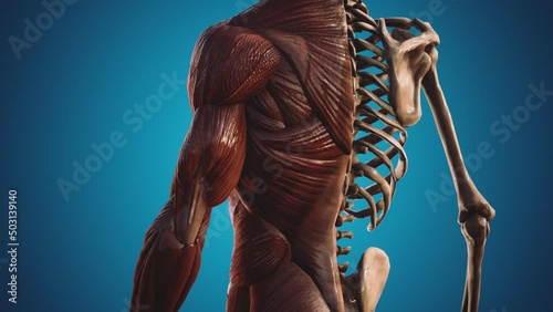 muscular and skeletal system of human body