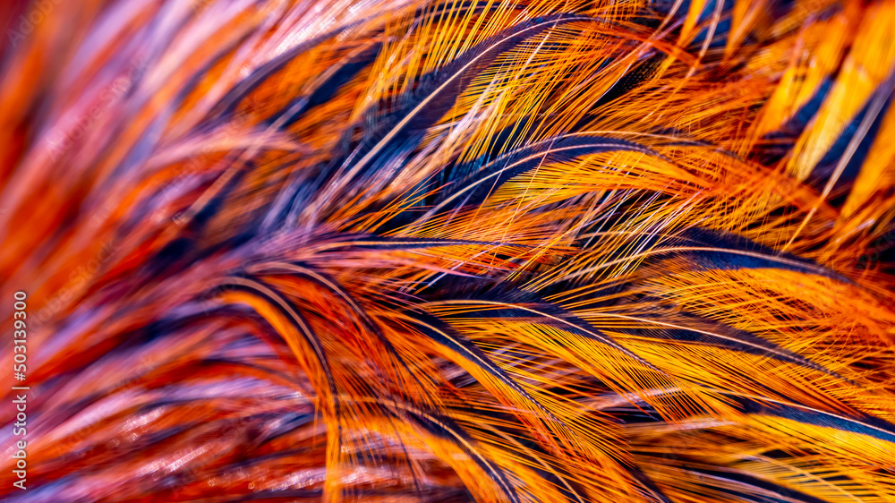 Rooster feathers. Indian rooster bright color feathers.