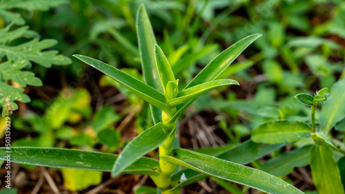 Murdannia nudiflora is a genus of annual or perennial monocotyledonous flowering plants in the dayflower family.
