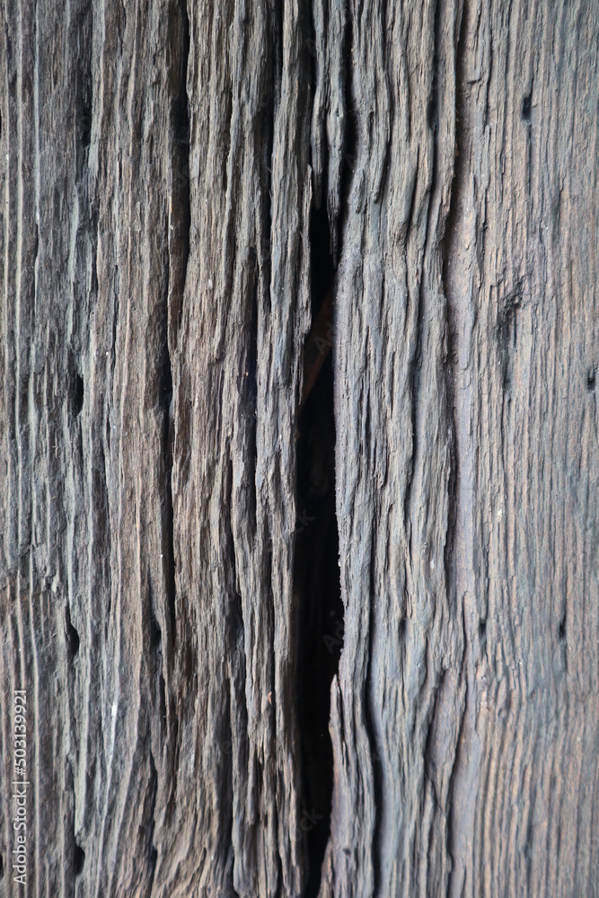 wooden log under the sun design for wooden background wooden log under the sun design for wooden background
