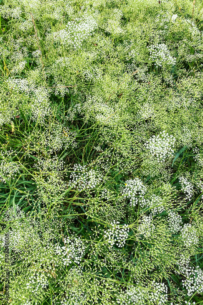 Obraz premium Flowering of daisies in the summer green meadow in park. Chamomile flowers with long white petals. Herb in flowerbed.