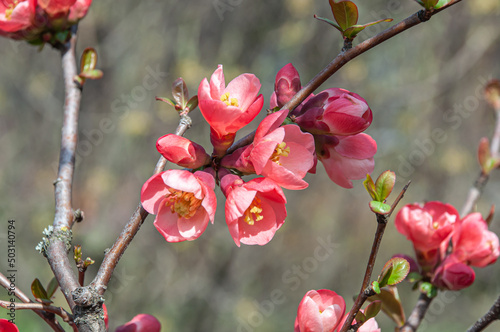 red flowers of chaenomelis california during spring bloom