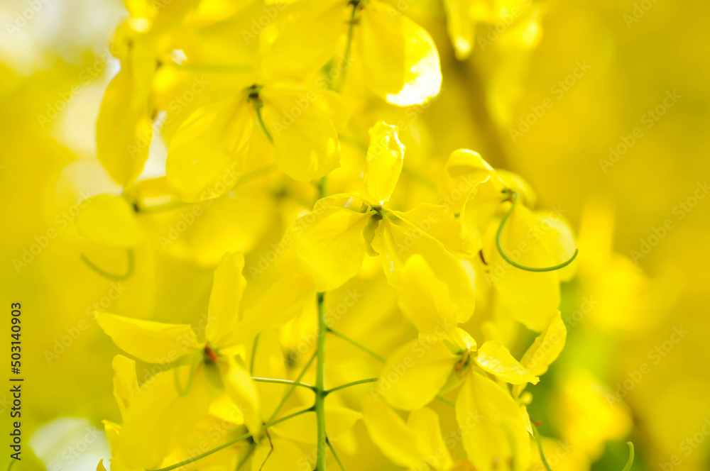 Fototapeta premium Cassia fistula ,LEGUMINOSAE CAESALPINIOIDEAE or Pudding Pine or Indian Laburnum or Golden Shower