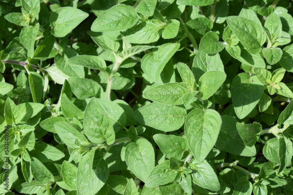Oregano Oregano