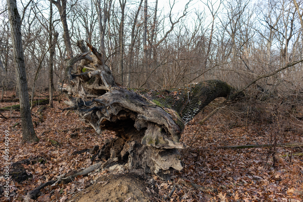Large Fallen Tree at a Forest Preserve in Willow Springs Illinois during Autumn