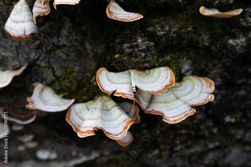 Closeup of Fungi on a Tree at a Forest Preserve in Willow Springs Illinois during Autumn photo
