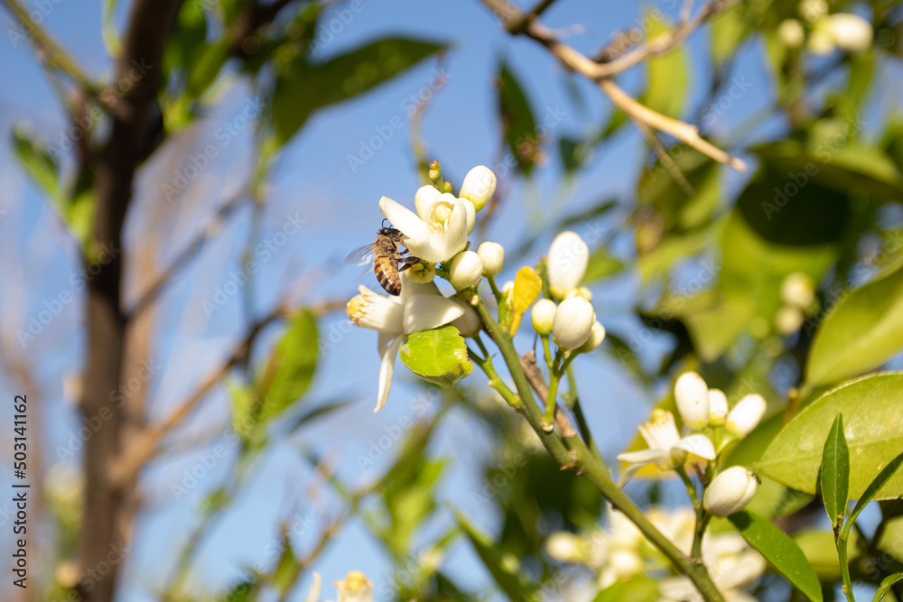 Fototapeta premium bee on Lemon tree Blossoms tree