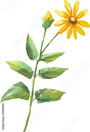 菊芋の花　水彩風イラスト