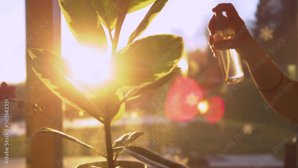 SLOW MOTION, CLOSE UP: Female hand turns ficus plant and starts spraying leaves in golden light. Spray shine while moisturizing leaves of domestic potted plant. Indoor gardening in beautiful light.