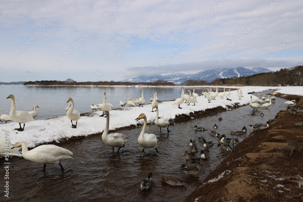 2022年3月の福島県猪苗代湖の志田浜の白鳥