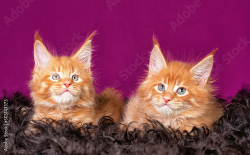 Red maine coon kittens playing on pink background.