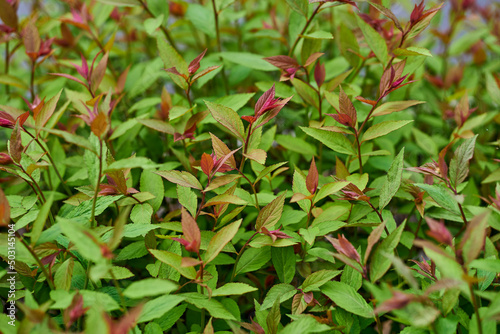 Canvastavla Closeup shot of Spiraea japonica (Japanese Spirea)