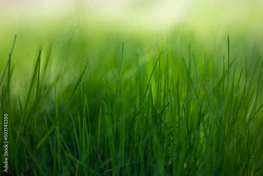 Green grass bokeh background