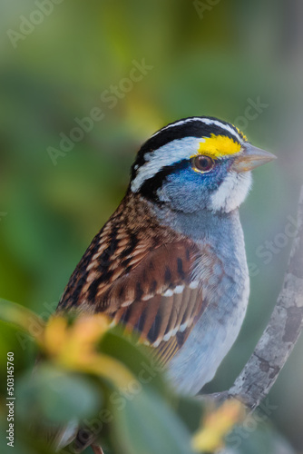A handsome male white-throated sparrow, Zonotrichia albicollis, on a branch of rhododendron 