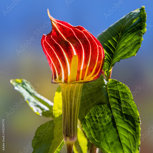  The jack-in-the-pulpit, Arisaema triphyllum, in the garden 
