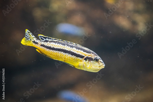 Closeup shot of an African cichlid fish swimming underwater in Malawi Lake photo