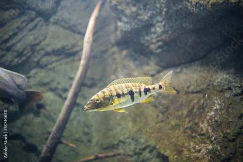 Obraz na plátně Closeup shot of a giant cichlid fish swimming underwater