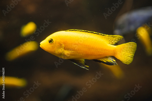 Closeup shot of a yellow African cichlid fish swimming underwater