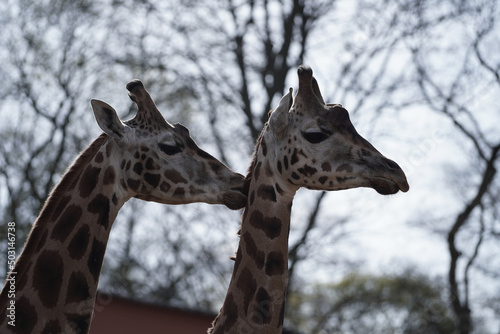 Photography Closeup of two cute giraffes cuddling in the Schwerin Zoo under a clear sky
