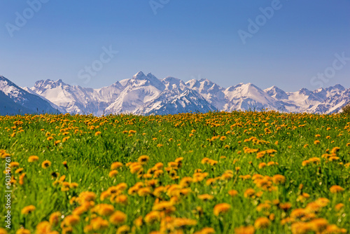 Allgäuer Berge - Löwenzahn - Frühling - Alpen photo