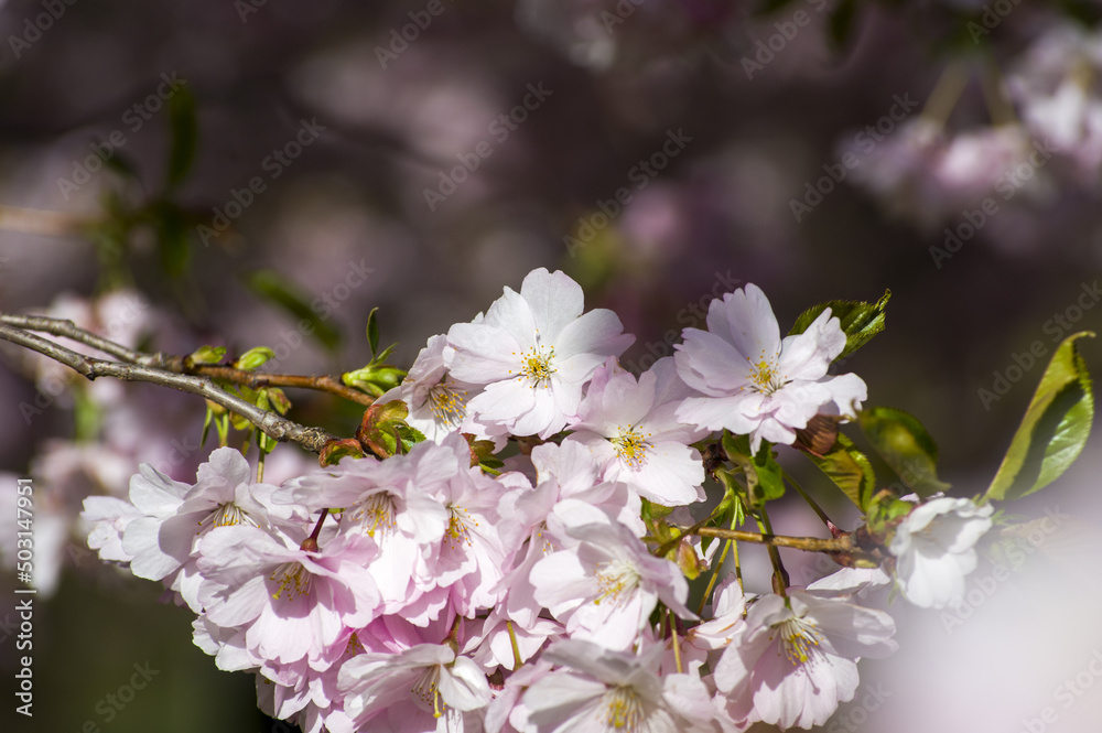 Obraz premium Beautiful cherry blossoms in park. Close-up of sakura tree full in blooming pink flowers in spring in a picturesque garden. Branches of the tree over sunny blue sky. Floral pattern texture, wallpaper