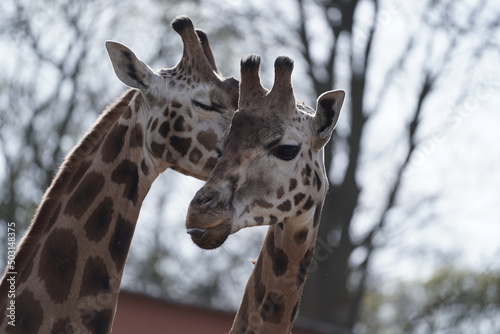 Photography Closeup of two cute giraffes cuddling in the Schwerin Zoo in Germany under a cle