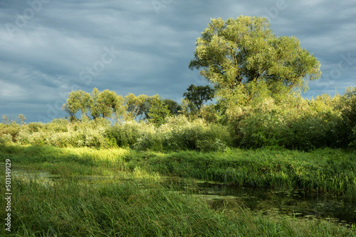 Trees, bushes and water - summer landscape near the Berezina river in Belarus