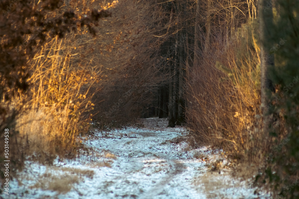 A track in woods covered in last winter snow