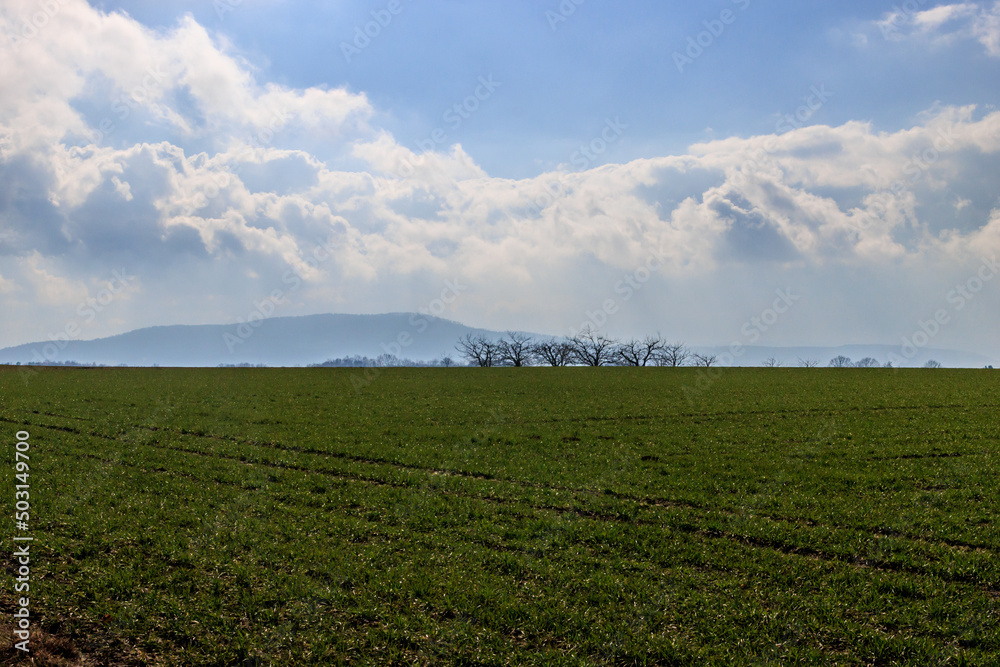 Fototapeta premium A green filed in sunny spring day.