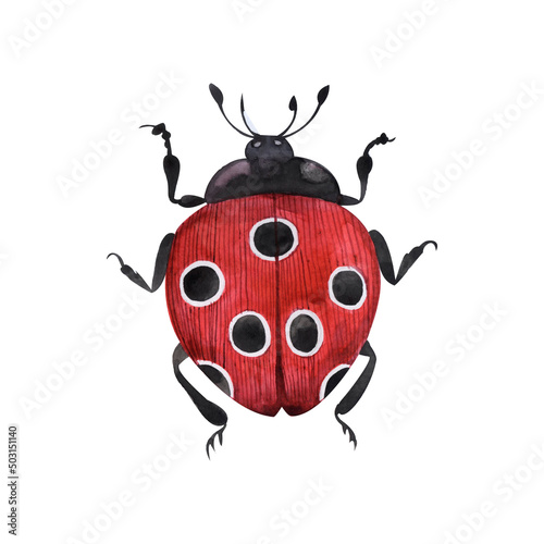 Red beetle with white dots, insect, ladybug, watercolor illustration isolated on a white background