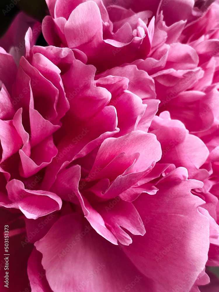 Floral petals pink peony natural background