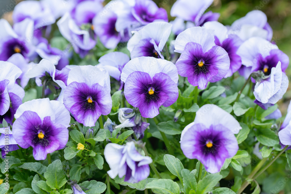 Two-toned pansy blossom in light and dark purple. Two-toned pansy blossom in light and dark purple.