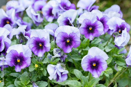 Two-toned pansy blossom in light and dark purple.
