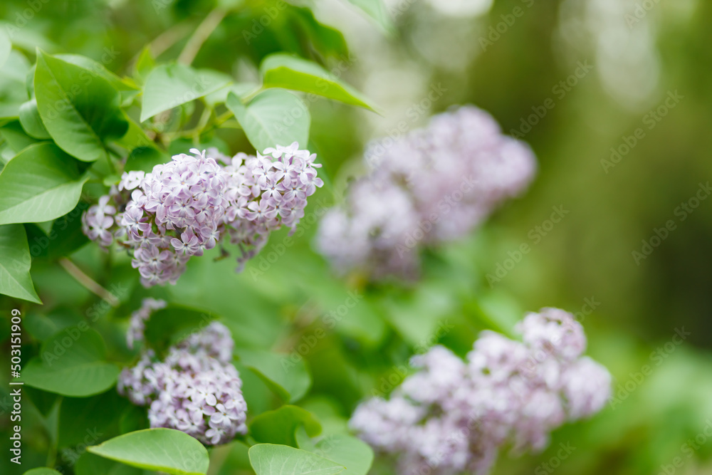 Purple lilac flowers on a blurred background. Lilac bush blossom. Spring concept Purple lilac flowers on a blurred background. Lilac bush blossom. Spring concept