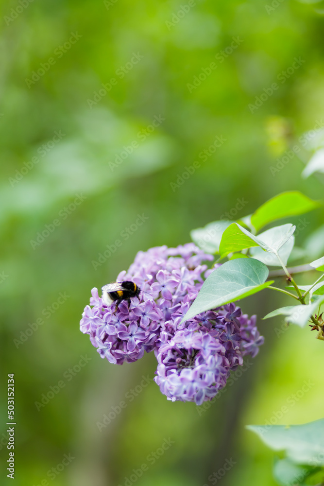 Purple lilac flowers on a blurred background. Lilac bush blossom. Spring concept Purple lilac flowers on a blurred background. Lilac bush blossom. Spring concept