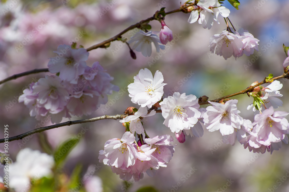 Beautiful cherry blossoms in park. Close-up of sakura tree full in blooming pink flowers in spring in a picturesque garden. Branches of the tree over sunny blue sky. Floral pattern texture, wallpaper