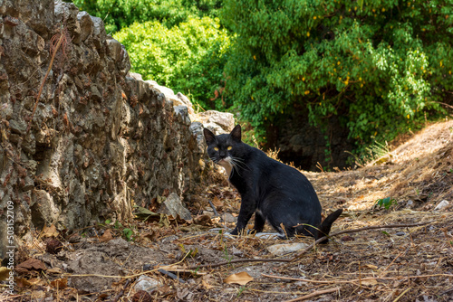 A black cat in ruins buildings at mystras town, Peloponnese, Greece photo