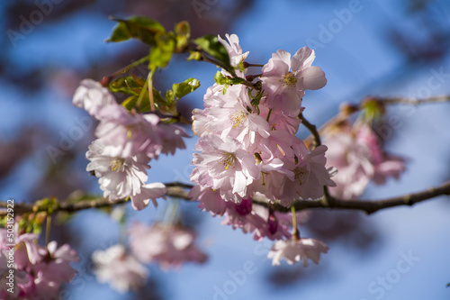 Beautiful cherry blossoms in park. Close-up of sakura tree full in blooming pink flowers in spring in a picturesque garden. Branches of the tree over sunny blue sky. Floral pattern texture, wallpaper