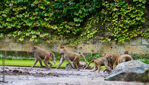 Troop of baboons walking in Amersfoort Dierenpark in the Netherlands photo